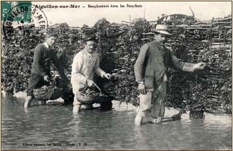 Bouchots Aiguillon
