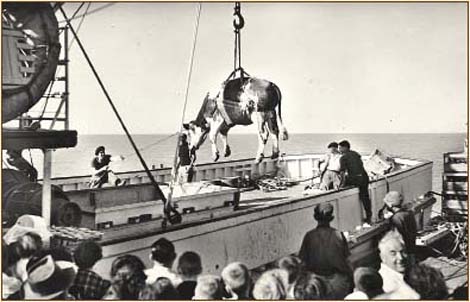 Vache sur le bateau