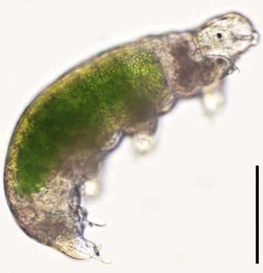 Le ventre plein d'algues unicellulaires Chlorella, un descendant de l'oeuf de tardigrade décongelé se porte bien. La barre représente un micron, soit un dixième de millimètre. - Ph. Cryobiology / CC BY 4.0